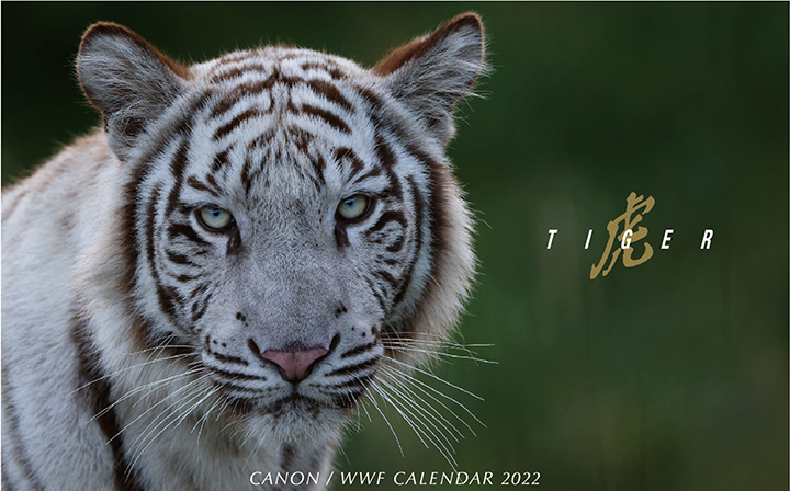 キヤノン／WWF 岩合光昭カレンダー2022 虎-Tiger-」を制作・発売｜キヤノンMJグループ